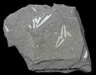 Fossil Graptolites (Didymograptus) - Great Britain #68007-1